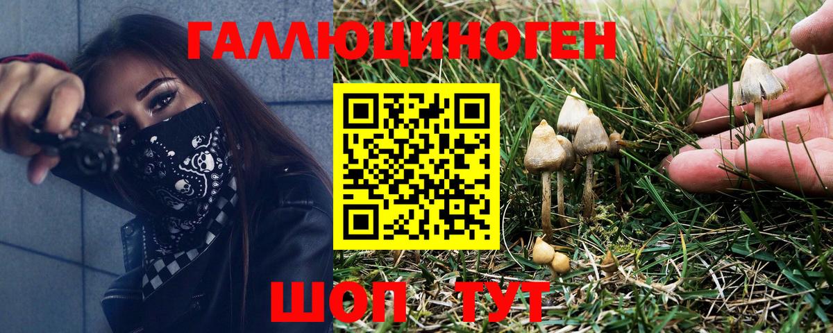 Псилоцибиновые грибы Psilocybe Чайковский